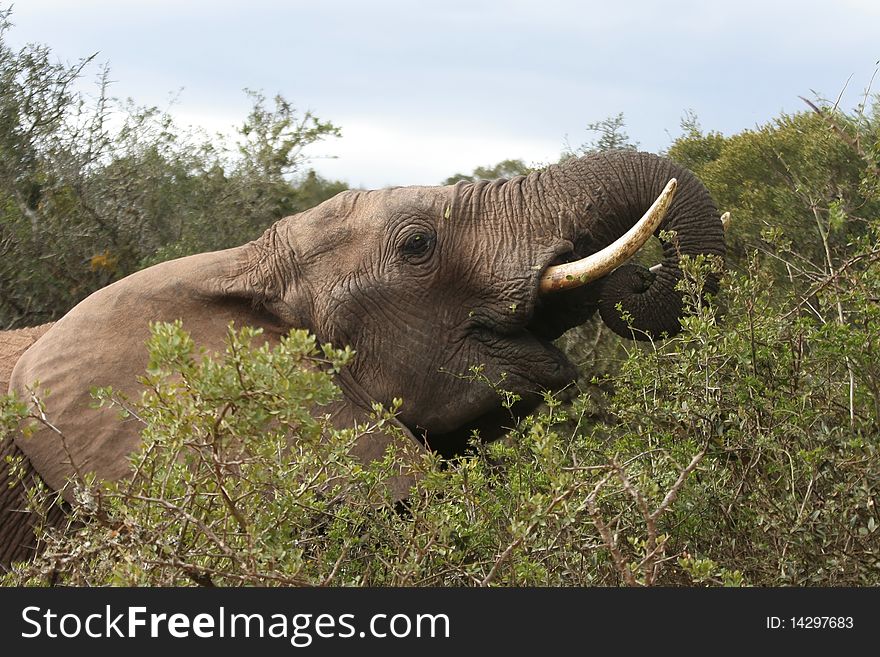 Elephant male eating shrubs in the wild