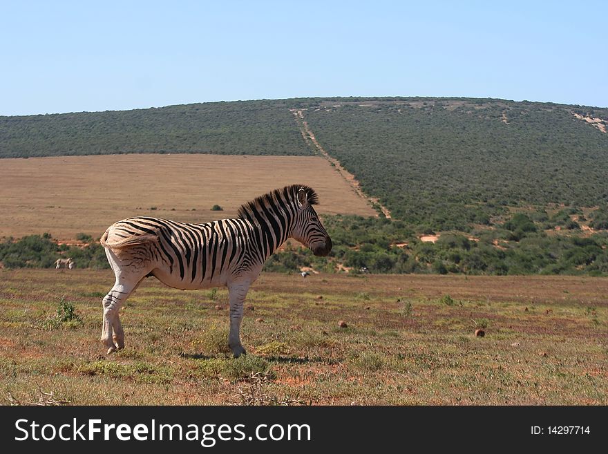 Zebra standing alone in an open field. Zebra standing alone in an open field