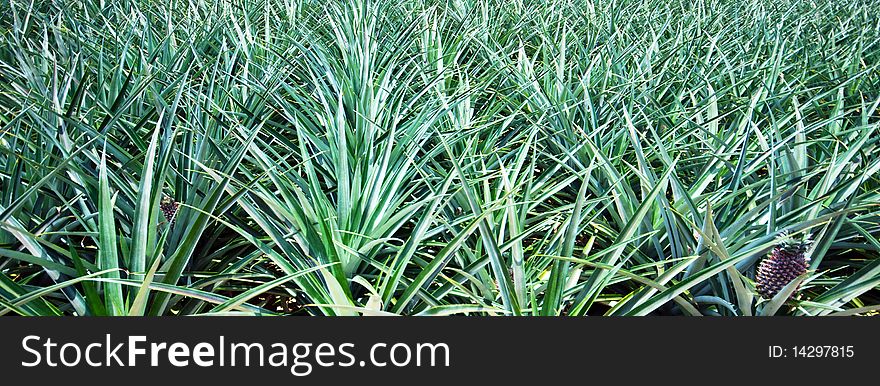 Panoramic fragment of pineapple plantation plants. Panoramic fragment of pineapple plantation plants