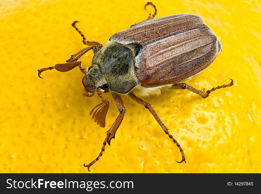 May-bug close up on the yellow. May-bug close up on the yellow