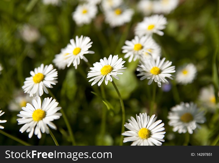 A lot of daisies in a field. A lot of daisies in a field