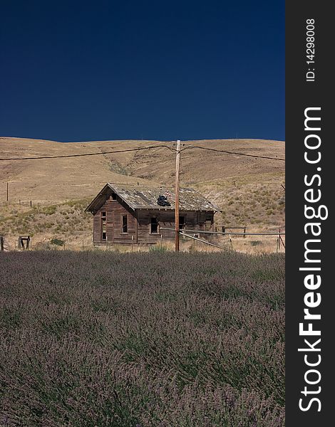 Old barn in the countrysde of Idaho with lavender field in the front. Old barn in the countrysde of Idaho with lavender field in the front