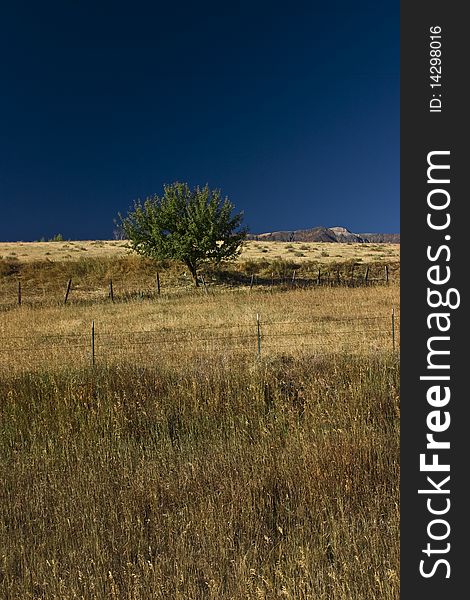 Single Tree in the field in Idaho with nice blue sky