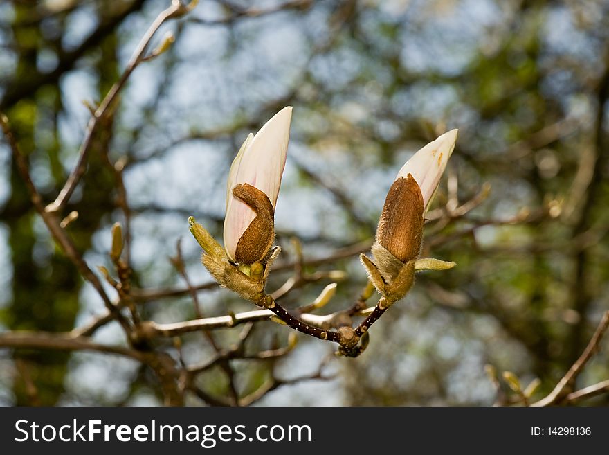 The floral bud of white magnolia.