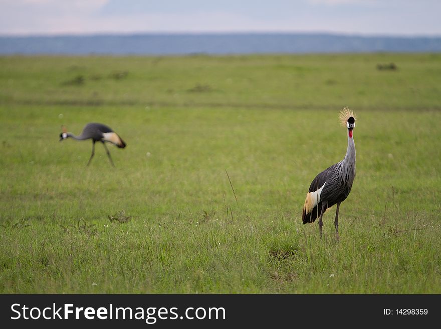 Two amboseli egyptian cranes in the Masai mara Kenya.