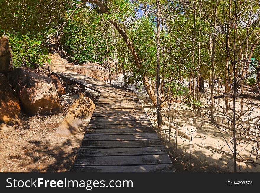 Pathway in jungles - travel background