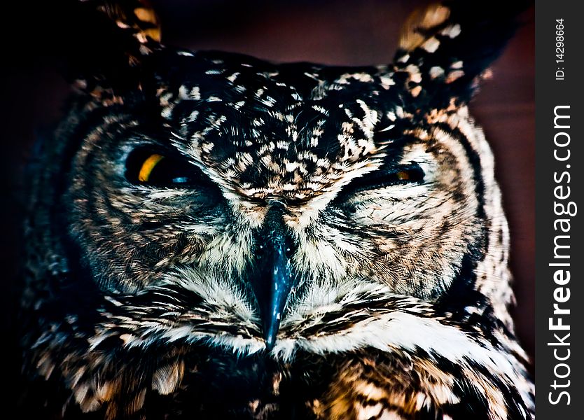 Small European owl, nocturnal bird of prey with hawk-like beak and claws and large head with front-facing eyes. Small European owl, nocturnal bird of prey with hawk-like beak and claws and large head with front-facing eyes