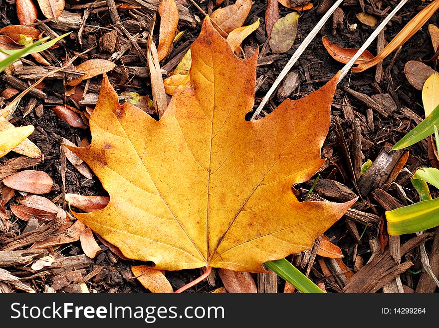 A golden Maple leaf that has just fallen off the tree. Illustrates seasonal change. A golden Maple leaf that has just fallen off the tree. Illustrates seasonal change.