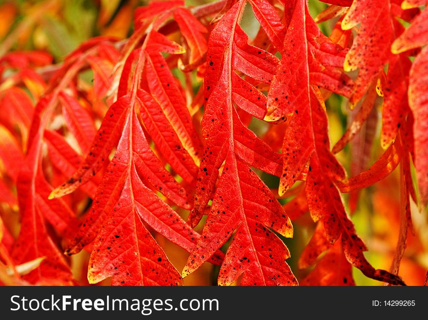 A group of Oak leafs which have turned red in late Fall. A group of Oak leafs which have turned red in late Fall.