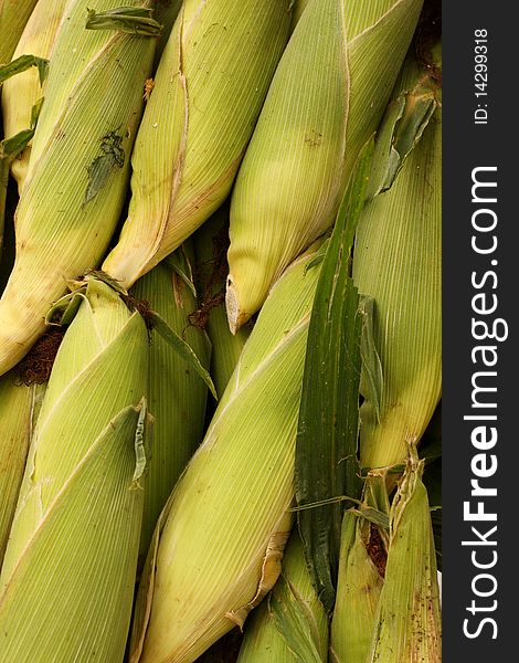 Pile of corn cobs with husk filling frame