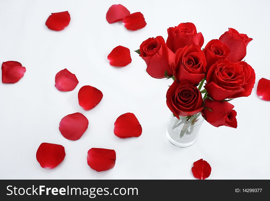 Rose red on white background. Rose red on white background
