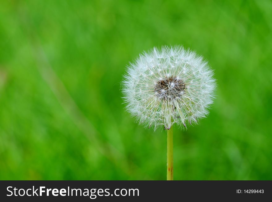 Dandelion in front of the green background close-up.