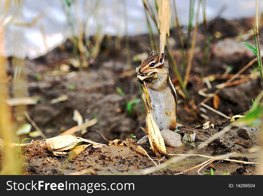 Feeding the squirrels in the green spaceã€‚