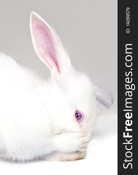 Fluffy long-eared white rabbit over grey background