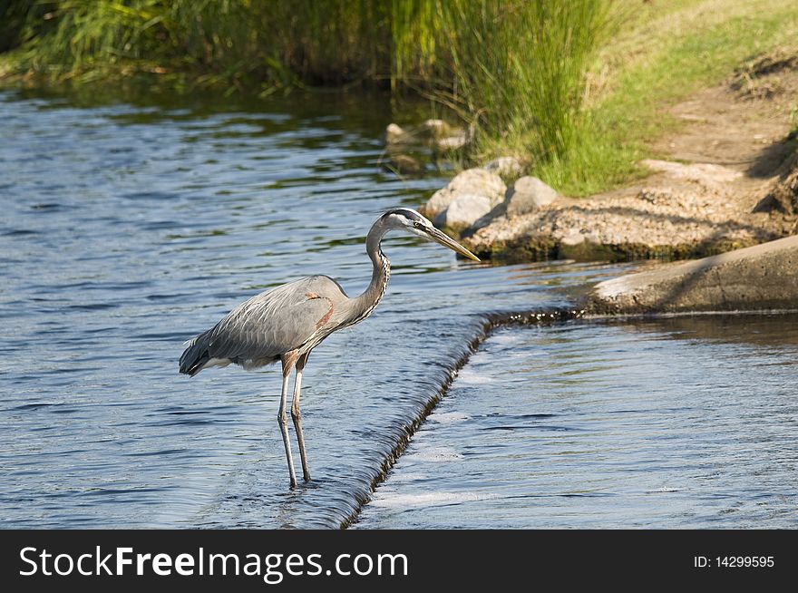 A Blue Heron standing in water looking for fish.