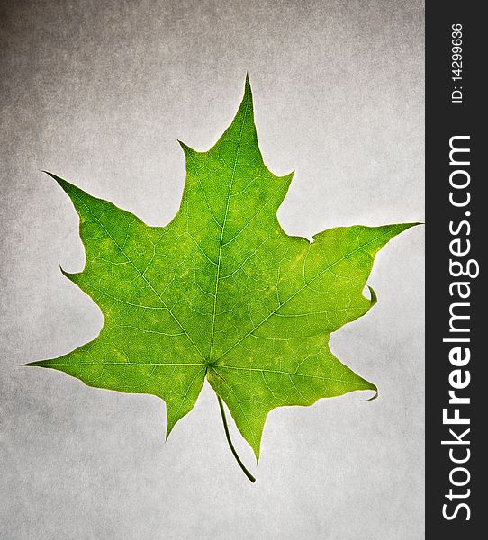 Green maple leaf on white paper