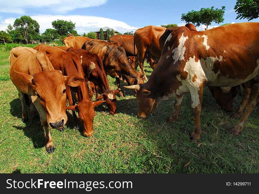 A herd of cows grazing