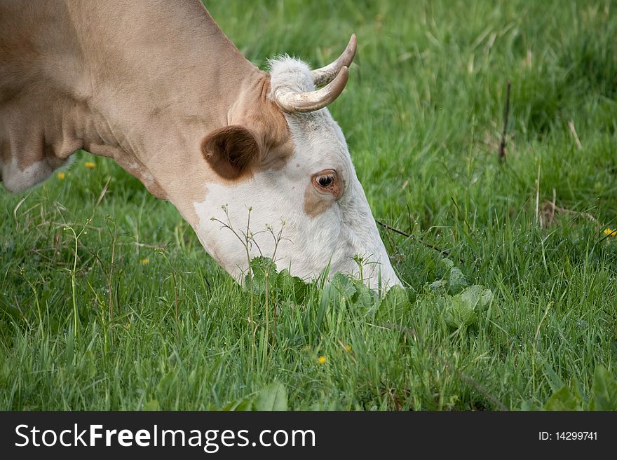 Cow nibbles grass in a meadow