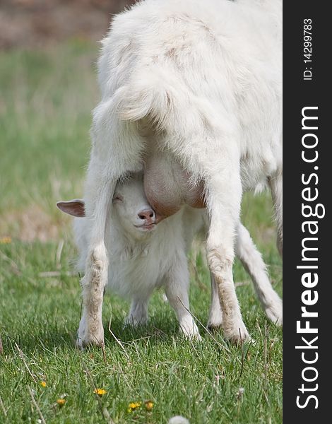 Kid sucking milk from goat