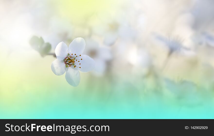 Beautiful Spring Nature Background.Cherry Blossom.Green Natural Wallpaper.Floral Art.Summer,sun,light.Plant,ecology.Fresh,pure.