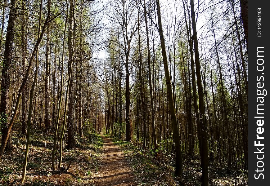 Viehleite Hill Pirna