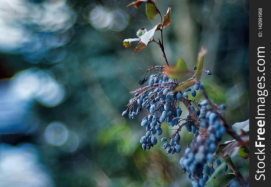 Wild Grape Vine