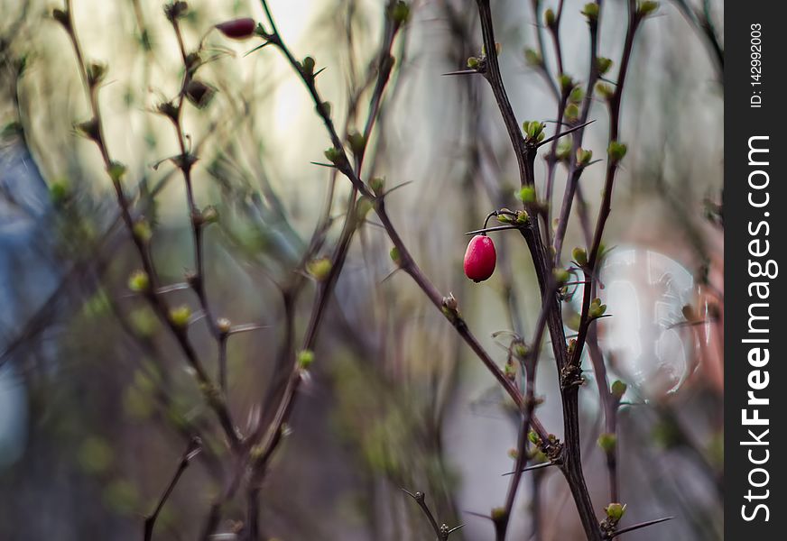 Barberry