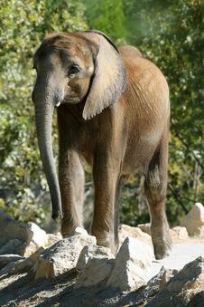 Baby Elephant Royalty Free Stock Images
