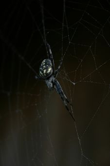 Spider Stock Photography Spider Stock Photography