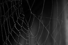 Spider Royalty Free Stock Photography Spider Royalty Free Stock Photography