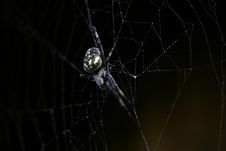 Spider Royalty Free Stock Images