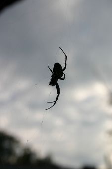 Spider Stock Photo Spider Stock Photo