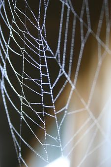Spider Stock Images
