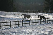 Winter Horses Denmak Royalty Free Stock Images