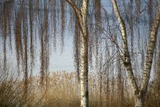 Winter Lake Royalty Free Stock Photography Winter Lake Royalty Free Stock Photography