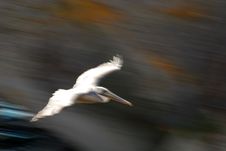 Pelican In Flight Showing Motion Stock Photo Pelican In Flight Showing Motion Stock Photo