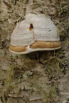 Tinder Polypore Royalty Free Stock Photo Tinder Polypore Royalty Free Stock Photo