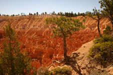 Bryce Canyon Pinetree Stock Photos Bryce Canyon Pinetree Stock Photos