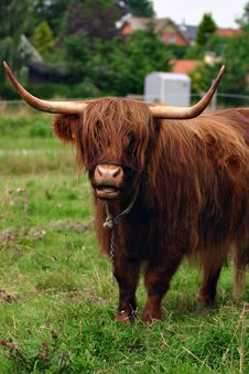 Danish Cattle Stock Images