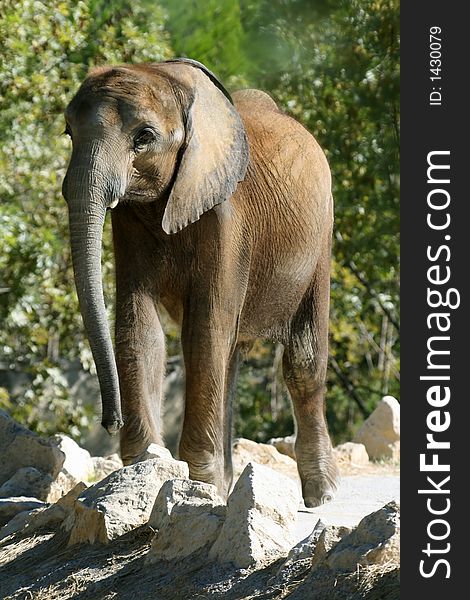 Baby elephant on the rocks