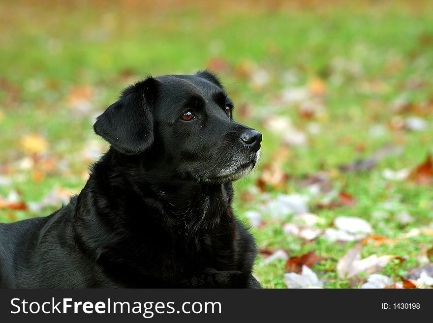 Close up of black labrador dog outdoors on autumn day. Close up of black labrador dog outdoors on autumn day.