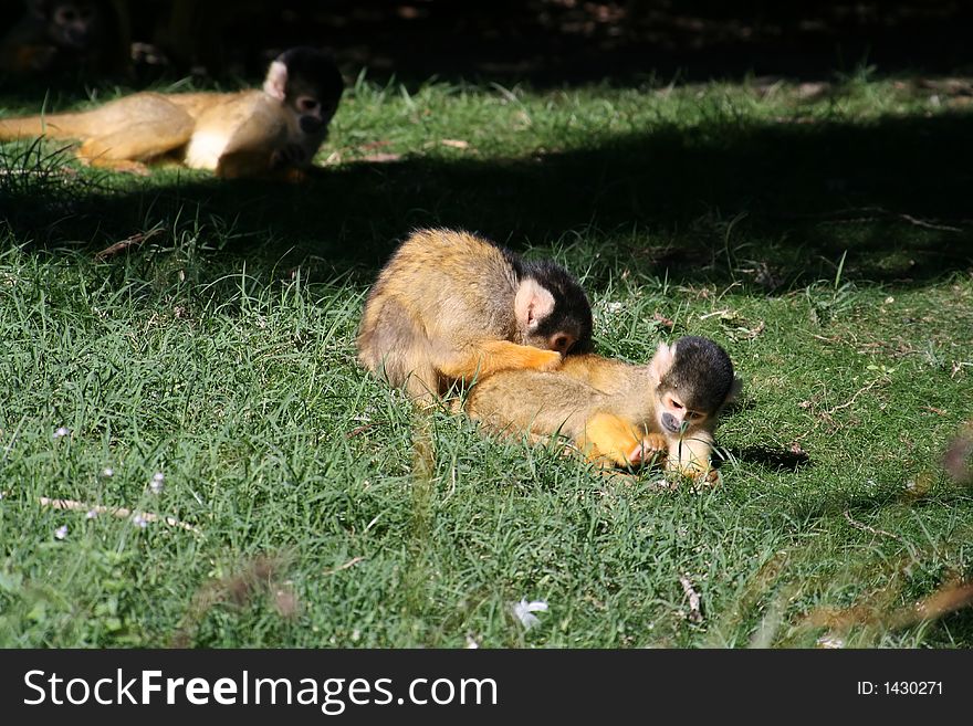 Three monkeys playing in the grass