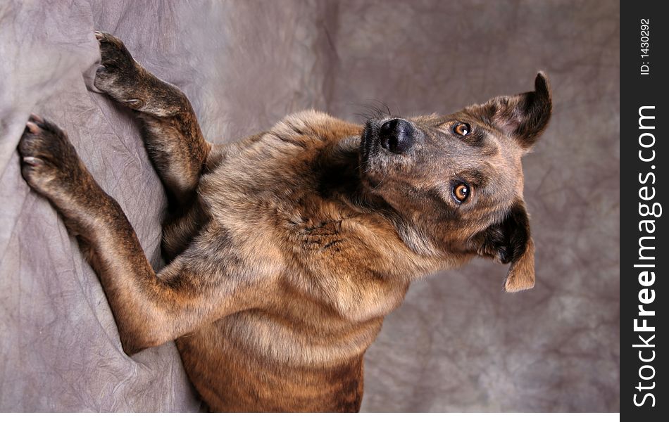 A brown Sheppard/Chow mix breed dog laying down in a classic portarit pose. A brown Sheppard/Chow mix breed dog laying down in a classic portarit pose.