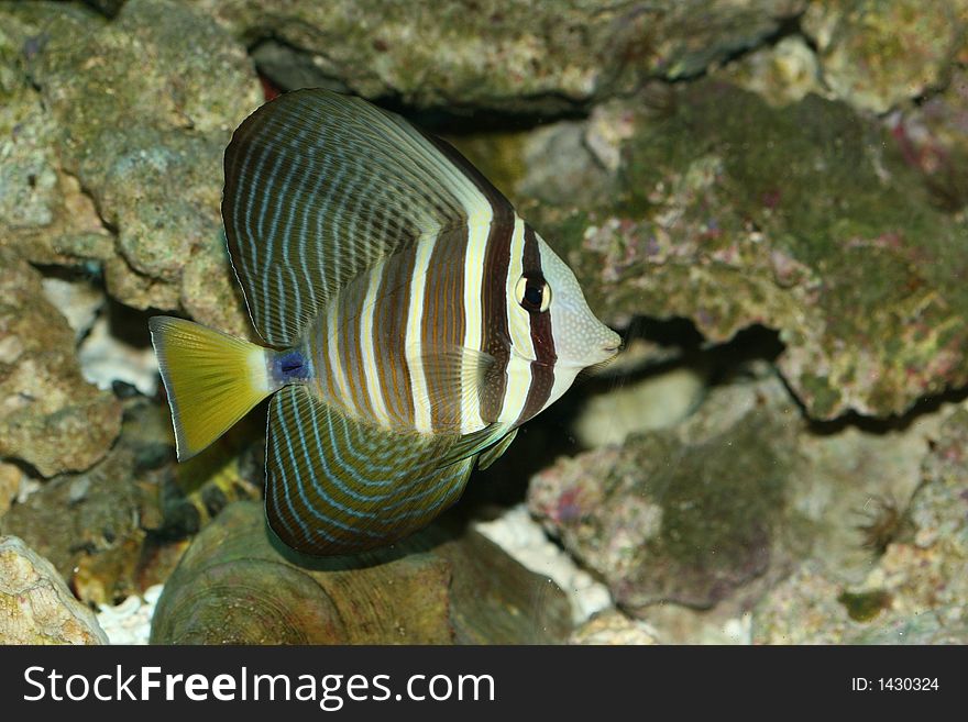 Salt water stripped tropical fish