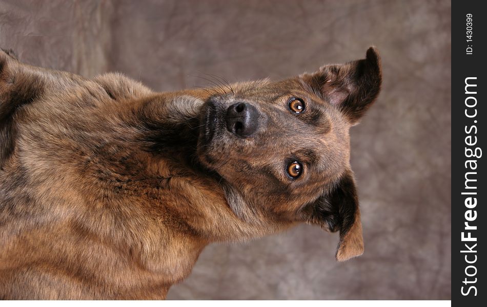 Portrait Of Brown Dog
