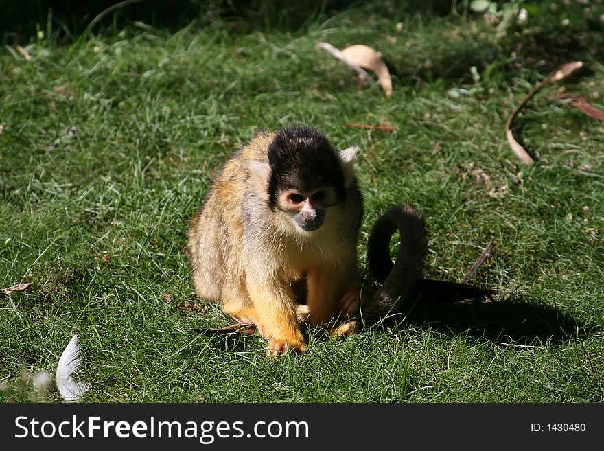 Saimiri monkey in the grass