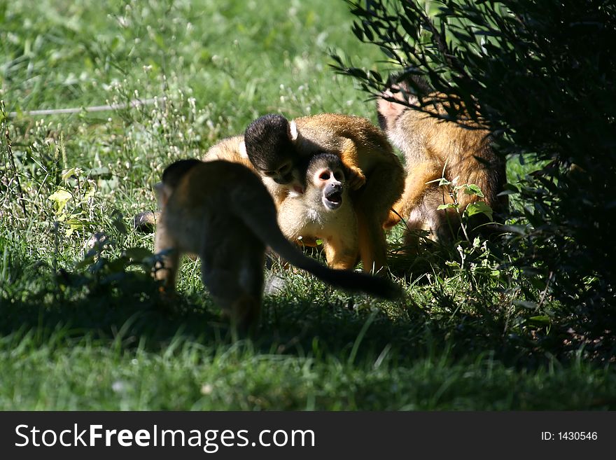 Young saimiris monkey playing together. Young saimiris monkey playing together