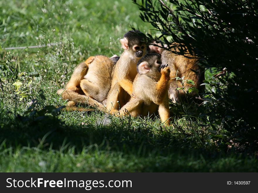 Two Saimiris monkeys playing together. Two Saimiris monkeys playing together