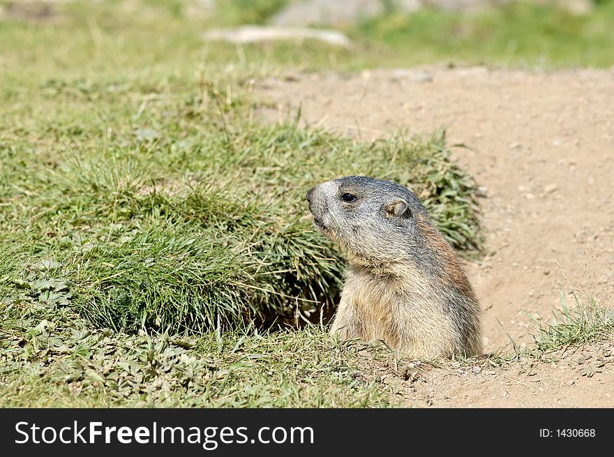 Marmot’s Hole