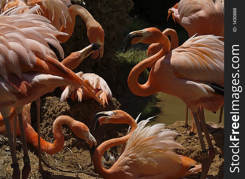 A group of flamingos arguing. A group of flamingos arguing